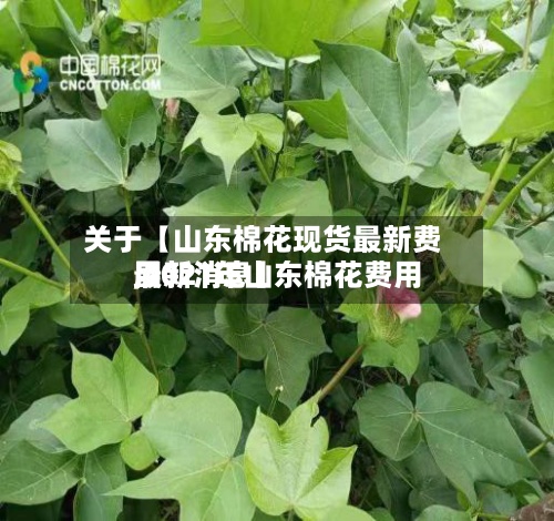 关于【山东棉花现货最新费用,2021年山东棉花费用最新消息】
