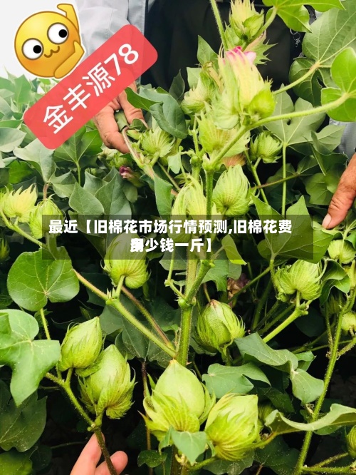 最近【旧棉花市场行情预测,旧棉花费用多少钱一斤】