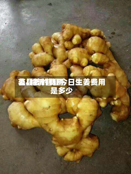 莒县姜的费用表/临沂莒县今日生姜费用是多少-第2张图片
