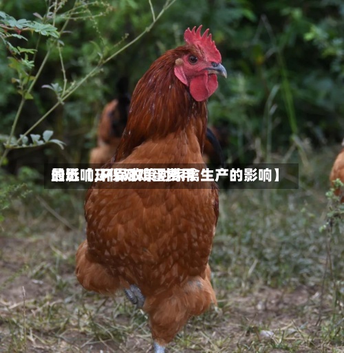 最近【环保对鸡蛋费用的影响,环保政策对家禽生产的影响】