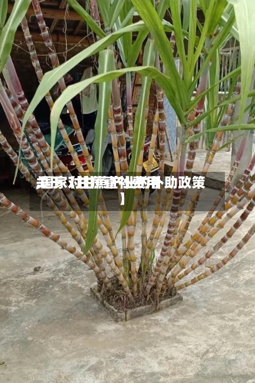 关于【甘蔗直补费用,国家对甘蔗产业的补助政策】-第2张图片