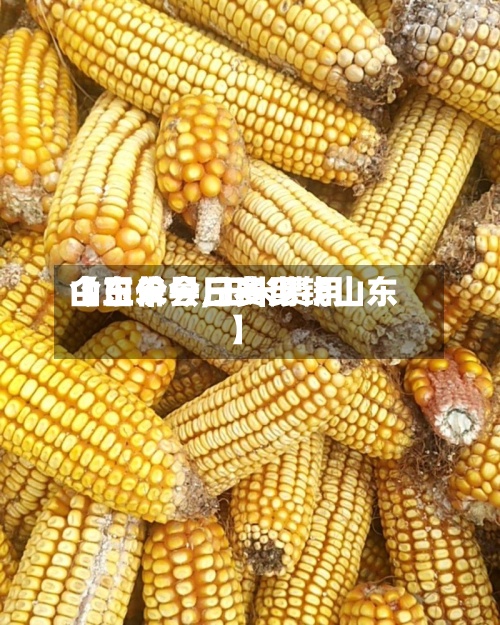 【玉米今日费用山东单县,玉米费用今日价一斤多少钱山东】
