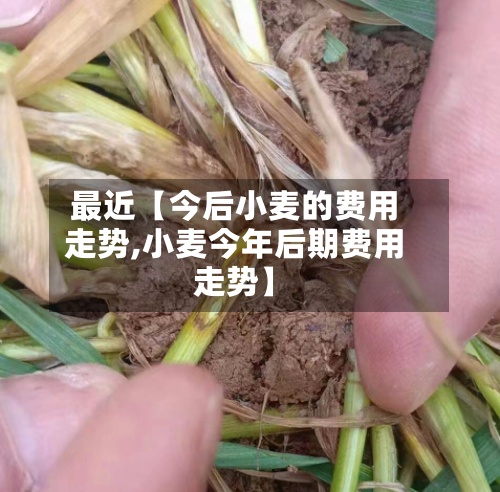 最近【今后小麦的费用
走势,小麦今年后期费用
走势】-第3张图片