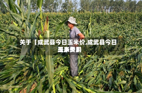 关于【成武县今日玉米价,成武县今日玉米费用是多少】