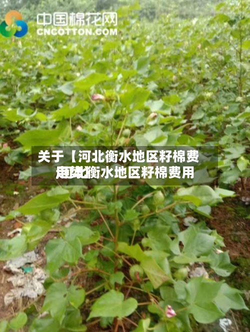 关于【河北衡水地区籽棉费用,河北衡水地区籽棉费用走势】-第2张图片
