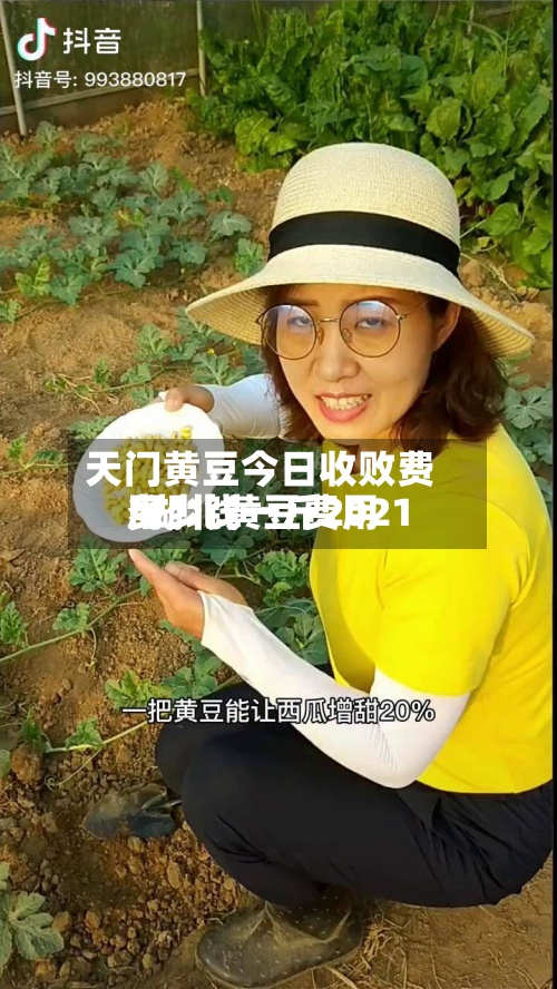 天门黄豆今日收败费用/湖北黄豆费用多少钱一斤2021