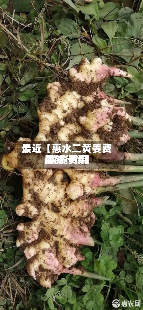 最近【惠水二黄姜费用,黄姜费用最新行情】-第2张图片
