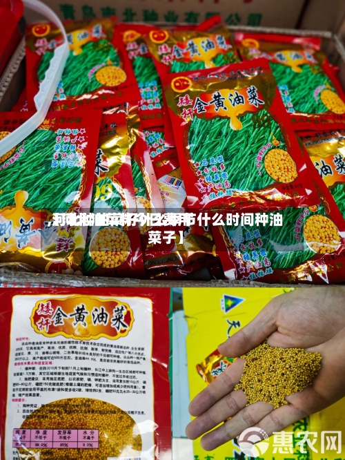 【河北油菜籽今日费用
,河北种油菜籽什么季节什么时间种油菜子】-第2张图片