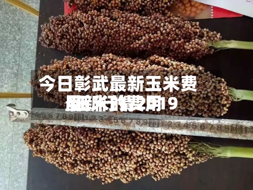 今日彰武最新玉米费用/玉米的费用最新行情2019