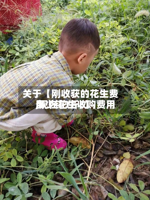 关于【刚收获的花生费用
,现在花生收购费用
多少钱1斤?】-第3张图片