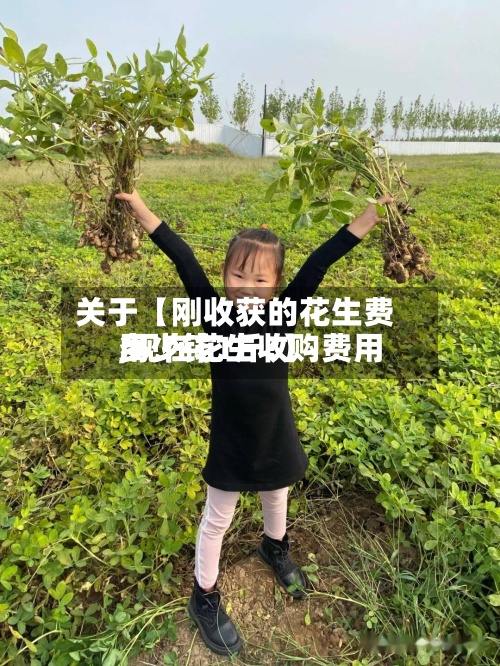 关于【刚收获的花生费用
,现在花生收购费用
多少钱1斤?】-第2张图片