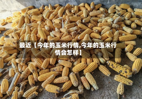 最近【今年的玉米行情,今年的玉米行情会怎样】