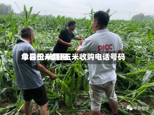 单县玉米费用
今日价/单县玉米收购电话号码-第3张图片