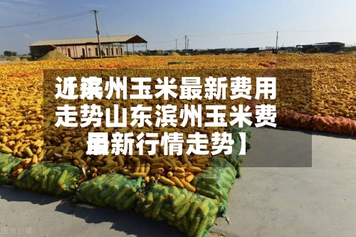 近来
【滨州玉米最新费用
走势山东滨州玉米费用
最新行情走势】-第3张图片
