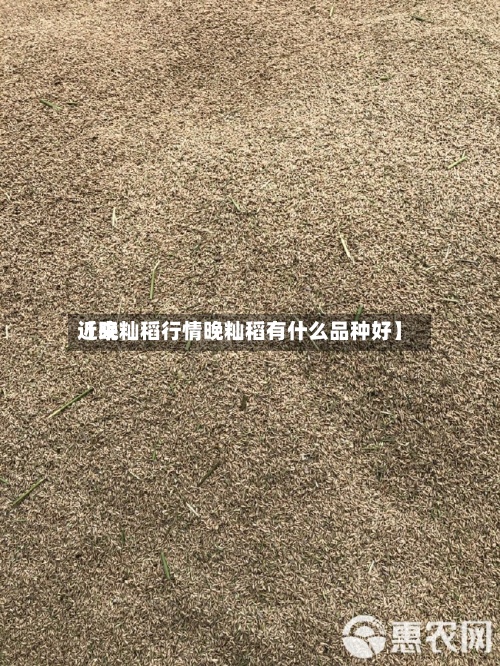 近来【晚籼稻行情晚籼稻有什么品种好】