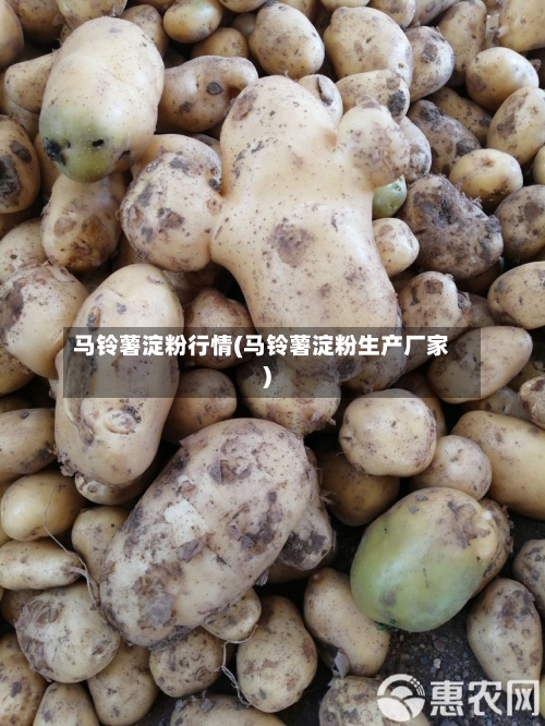 马铃薯淀粉行情(马铃薯淀粉生产厂家)-第2张图片