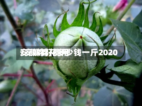 安徽棉籽费用/安徽棉花多少钱一斤2020