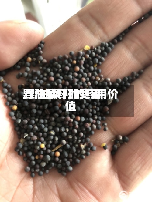 野油菜籽的费用/野油菜籽的药用价值