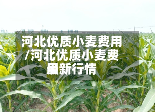 河北优质小麦费用/河北优质小麦费用最新行情
