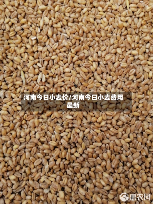 河南今日小麦价/河南今日小麦费用
最新-第2张图片