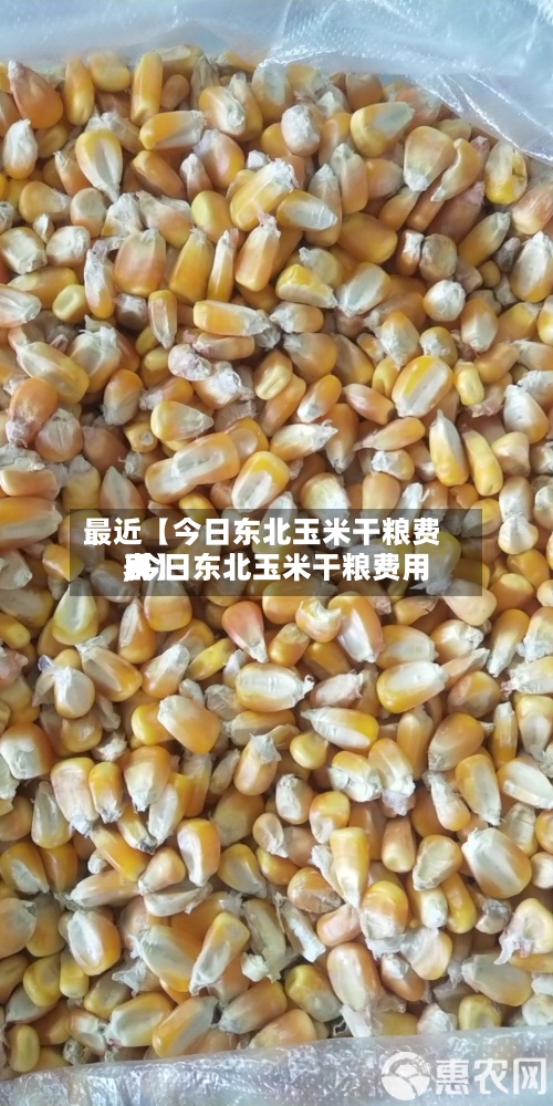 最近【今日东北玉米干粮费用,今日东北玉米干粮费用表】