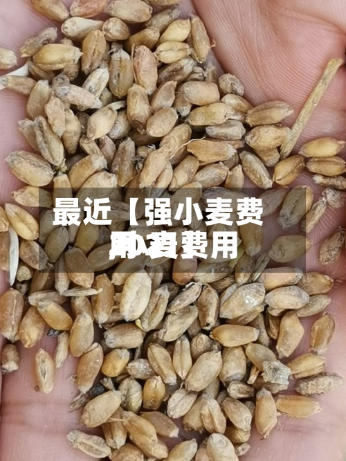 最近【强小麦费用,小麦费用2021】-第2张图片