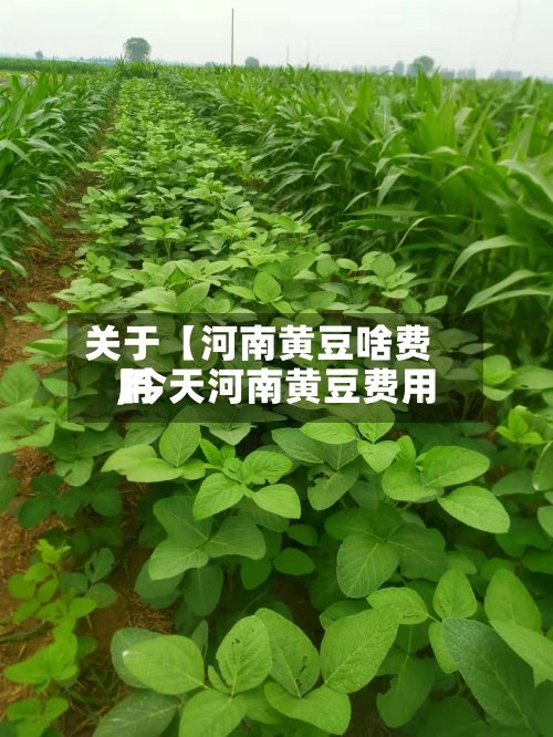 关于【河南黄豆啥费用,今天河南黄豆费用】-第3张图片