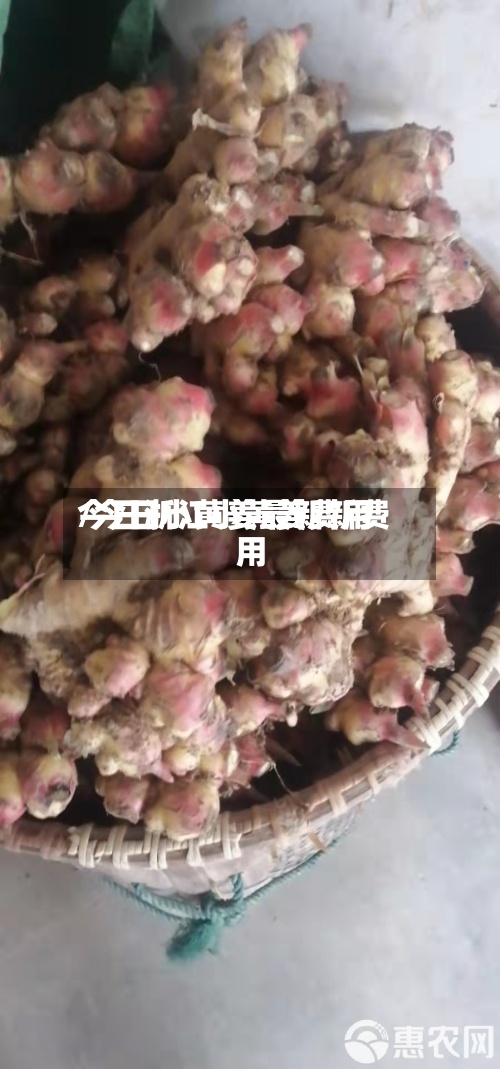 今日浙江小黄姜费用/今日小黄姜最新新费用-第2张图片