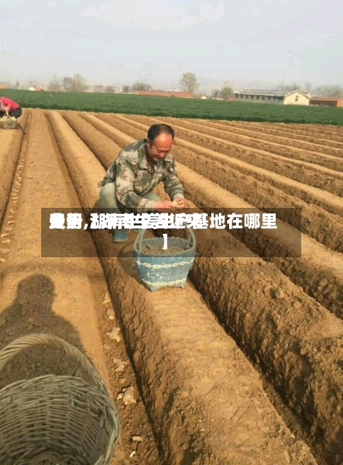 关于【湖南生姜近来费用走势,湖南生姜生产基地在哪里】-第2张图片