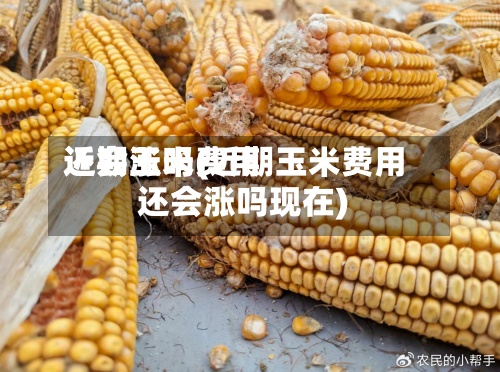 近期玉米费用还会涨吗(近期玉米费用还会涨吗现在)