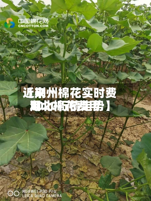 近来【荆州棉花实时费用湖北棉花费用2020行情走势】-第2张图片
