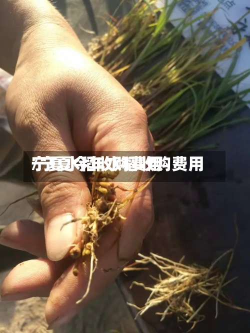宁夏水稻收购费用/宁夏今年水稻收购费用