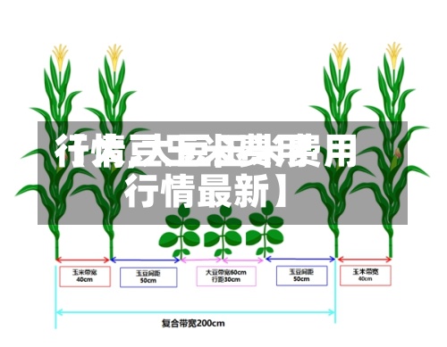 【大豆玉米费用行情,大豆玉米费用行情最新】-第2张图片