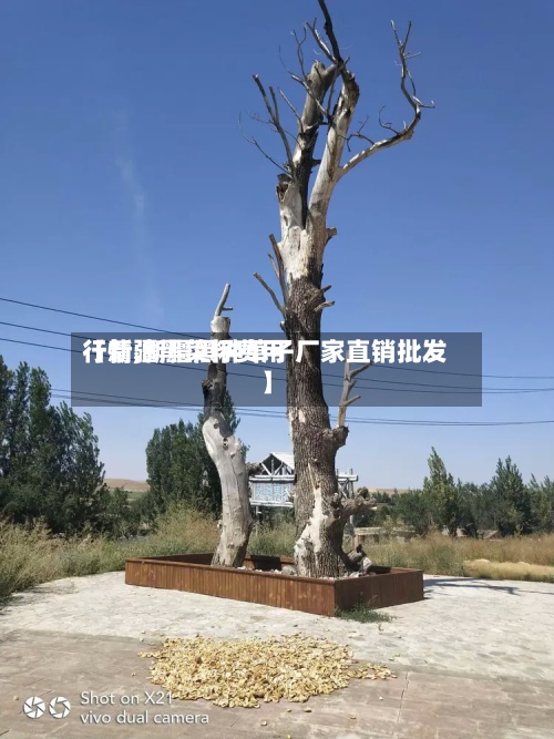 【新疆黑菜籽费用行情,新疆黑种草子厂家直销批发】