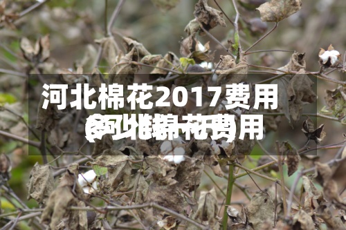河北棉花2017费用(河北棉花费用多少钱一斤)