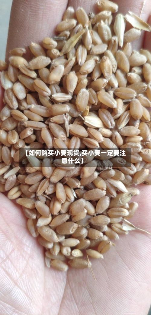 【如何购买小麦现货,买小麦一定要注意什么】