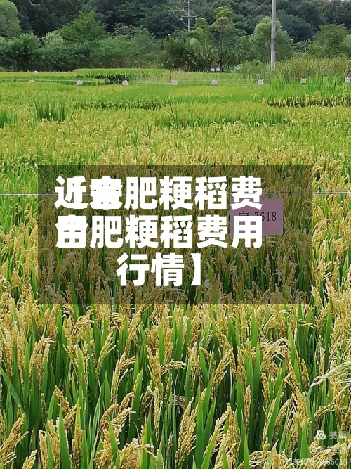 近来【合肥粳稻费用合肥粳稻费用行情】