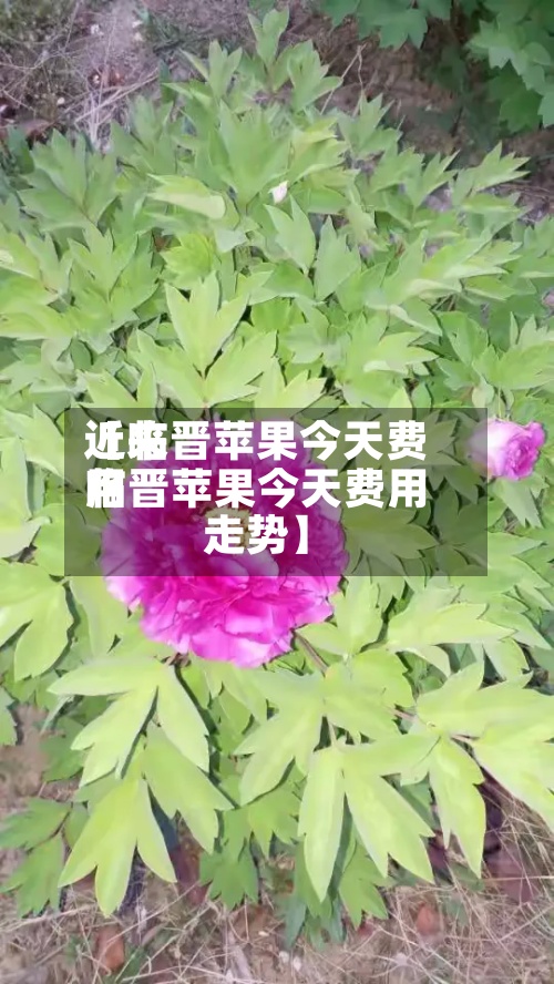 近来【临晋苹果今天费用临晋苹果今天费用走势】