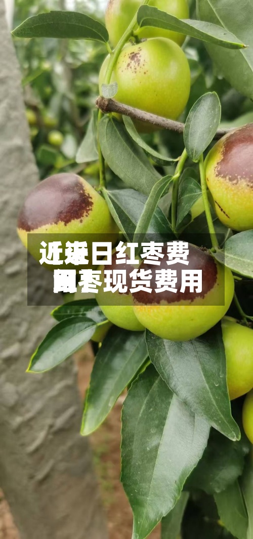 近来
【近日红枣费用
红枣现货费用
网】-第3张图片