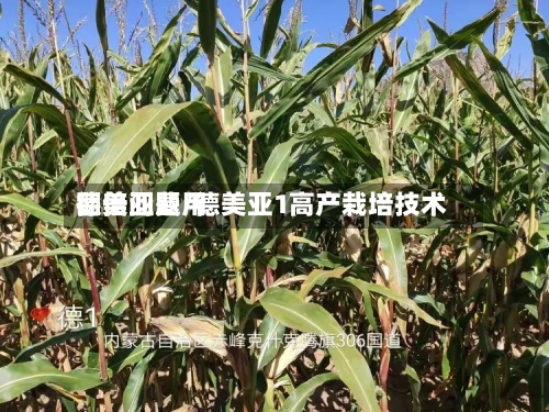 德美亚费用
翻倍问题/德美亚1高产栽培技术-第2张图片