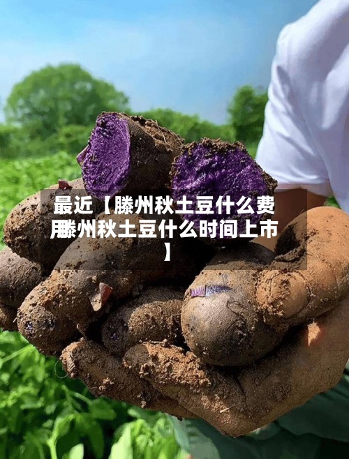 最近【滕州秋土豆什么费用,滕州秋土豆什么时间上市】