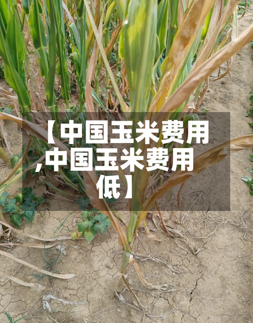 【中国玉米费用
,中国玉米费用
低】-第3张图片