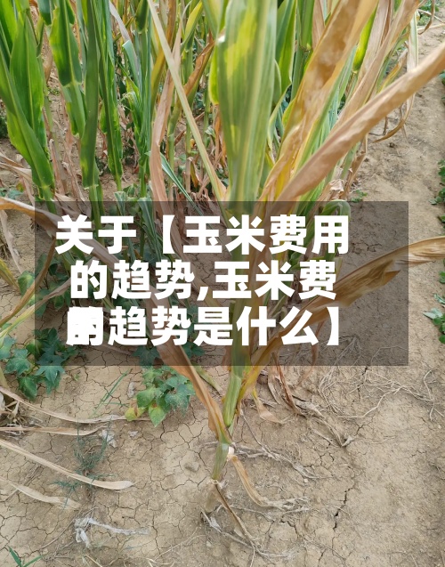 关于【玉米费用
的趋势,玉米费用
的趋势是什么】-第2张图片