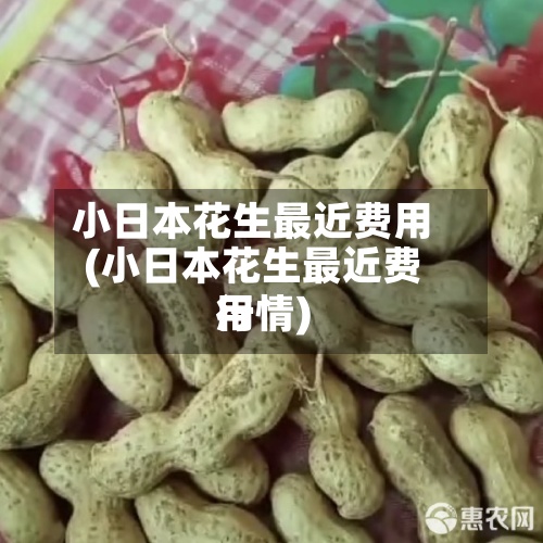 小日本花生最近费用(小日本花生最近费用行情)