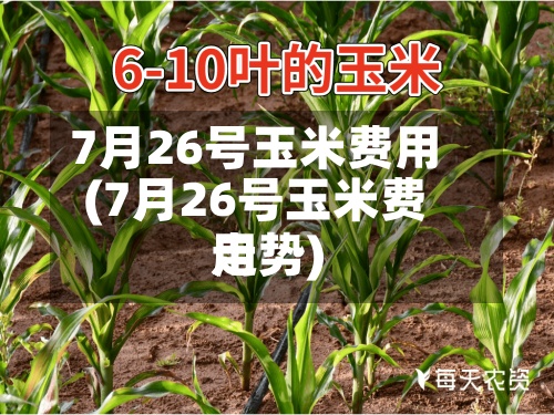 7月26号玉米费用(7月26号玉米费用走势)