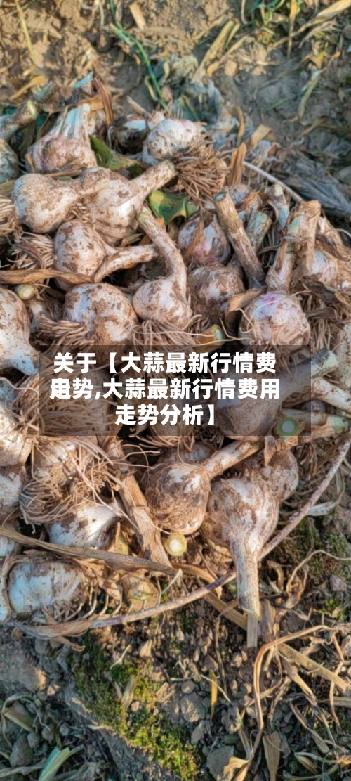 关于【大蒜最新行情费用走势,大蒜最新行情费用走势分析】