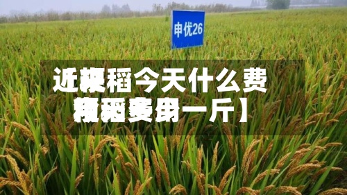 近来
【粳稻今天什么费用
粳稻费用
今天多少一斤】-第2张图片