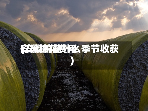 安徽棉花费用(安徽棉花什么季节收获)-第2张图片