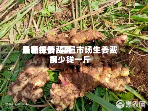 昌邑生姜费用最新行情/昌邑市场生姜费用多少钱一斤