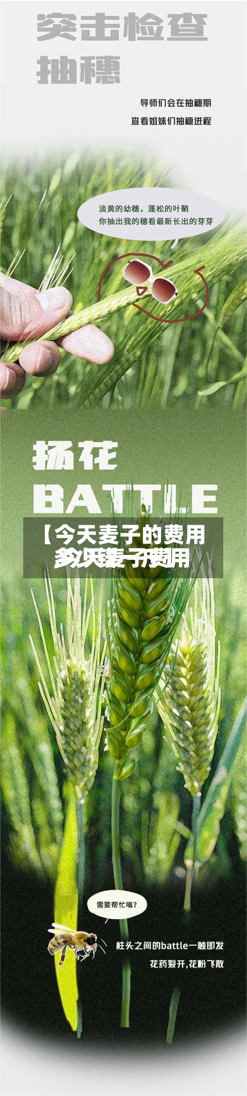 【今天麦子的费用,今天麦子费用多少钱一斤】-第2张图片